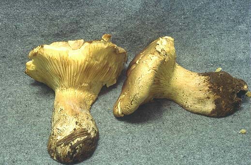 Cantharocybe gruberi